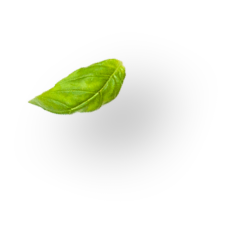 Basil leaf
